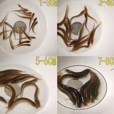 优质杂交泥鳅，土鳅，泥鳅，活力满满，量大从优