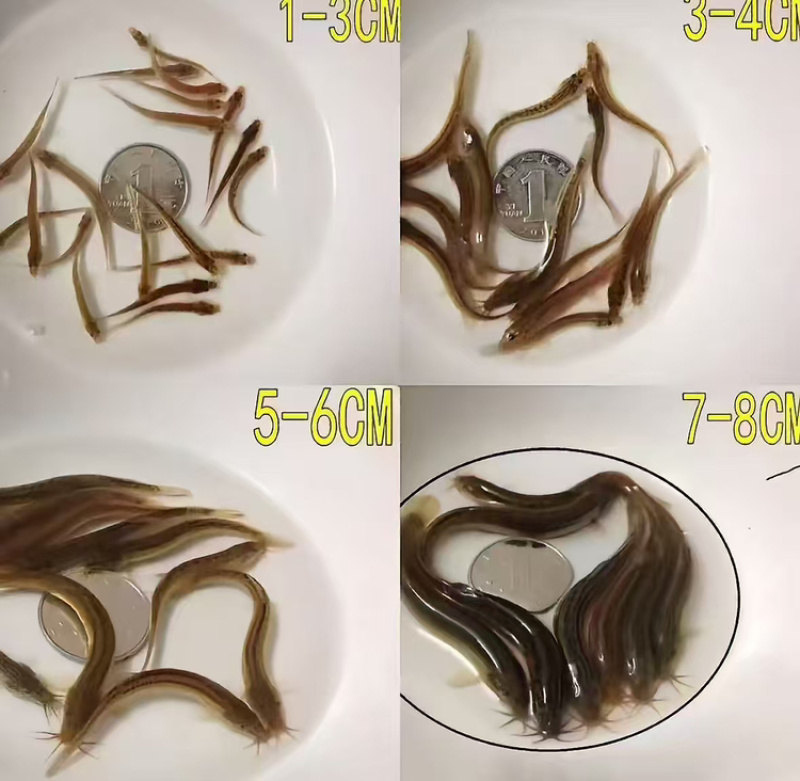 优质杂交泥鳅，土鳅，泥鳅，活力满满，量大从优