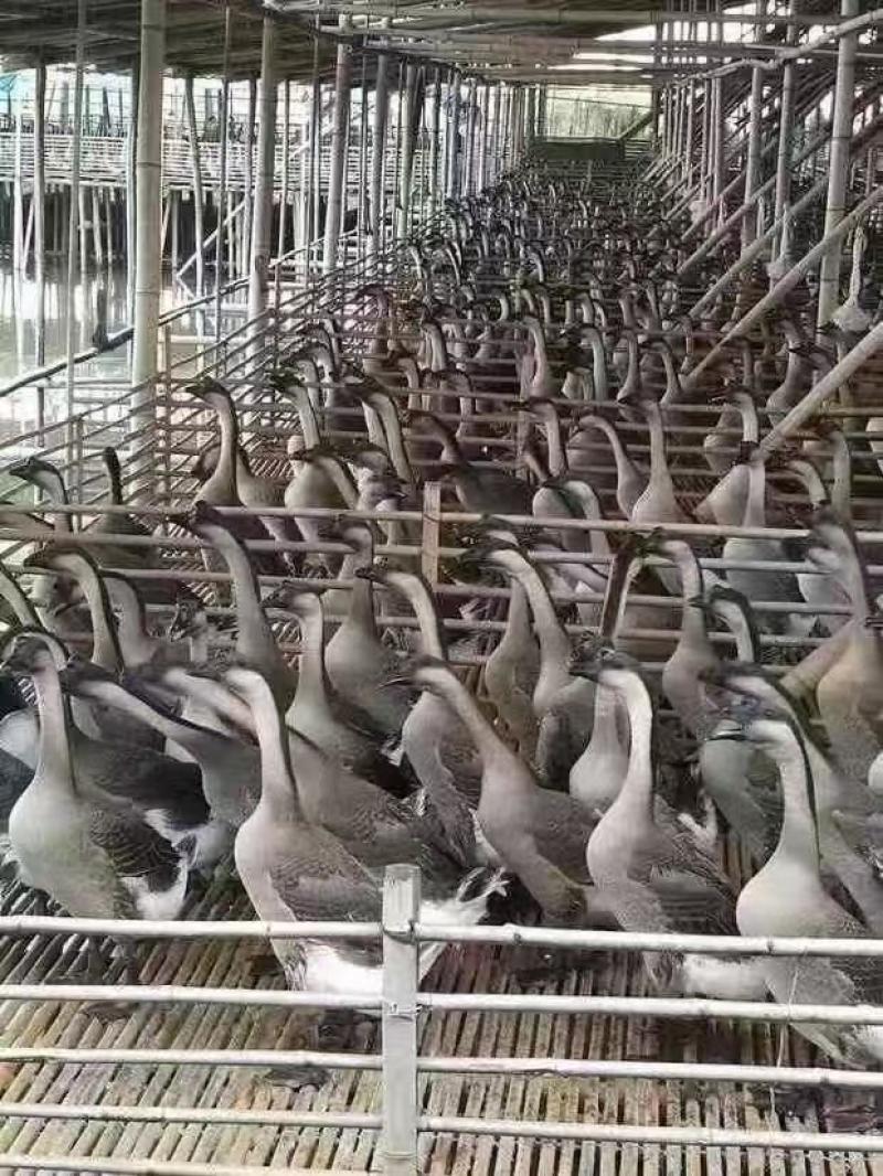 精品鹅一手货源现货秒发诚信经营