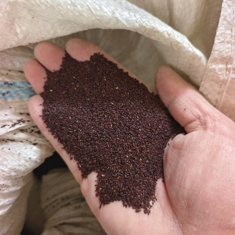 荆芥籽大量现货供应中现在正是种植季，欢迎来电质询