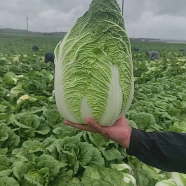 精品黄心大白菜大量上市，欢迎需要的老板们联系！！！！！