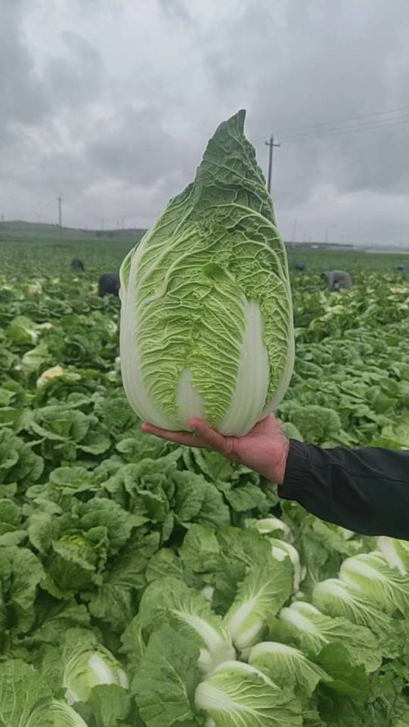 精品黄心大白菜大量上市，欢迎需要的老板们联系！！！！！