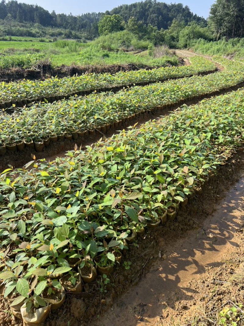 檫木杯苗奉新县邹家苗圃基地大量供应欢迎老板来电洽谈