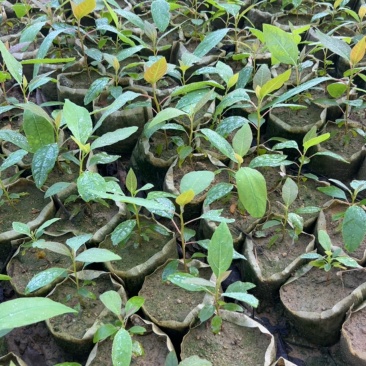 檫木杯苗奉新县邹家苗圃基地大量供应欢迎老板来电洽谈