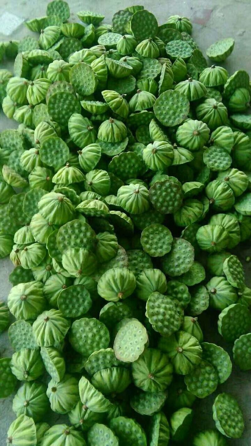 水果莲蓬水果莲蓬新鲜采摘品质保证欢迎来电洽谈