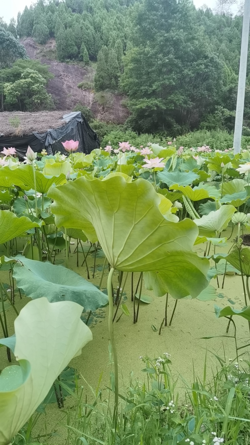 水果莲蓬水果莲蓬新鲜采摘品质保证欢迎来电洽谈