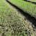 湿地松芽苗：邹家苗圃基地大量供应芽苗质量保证长期稳定