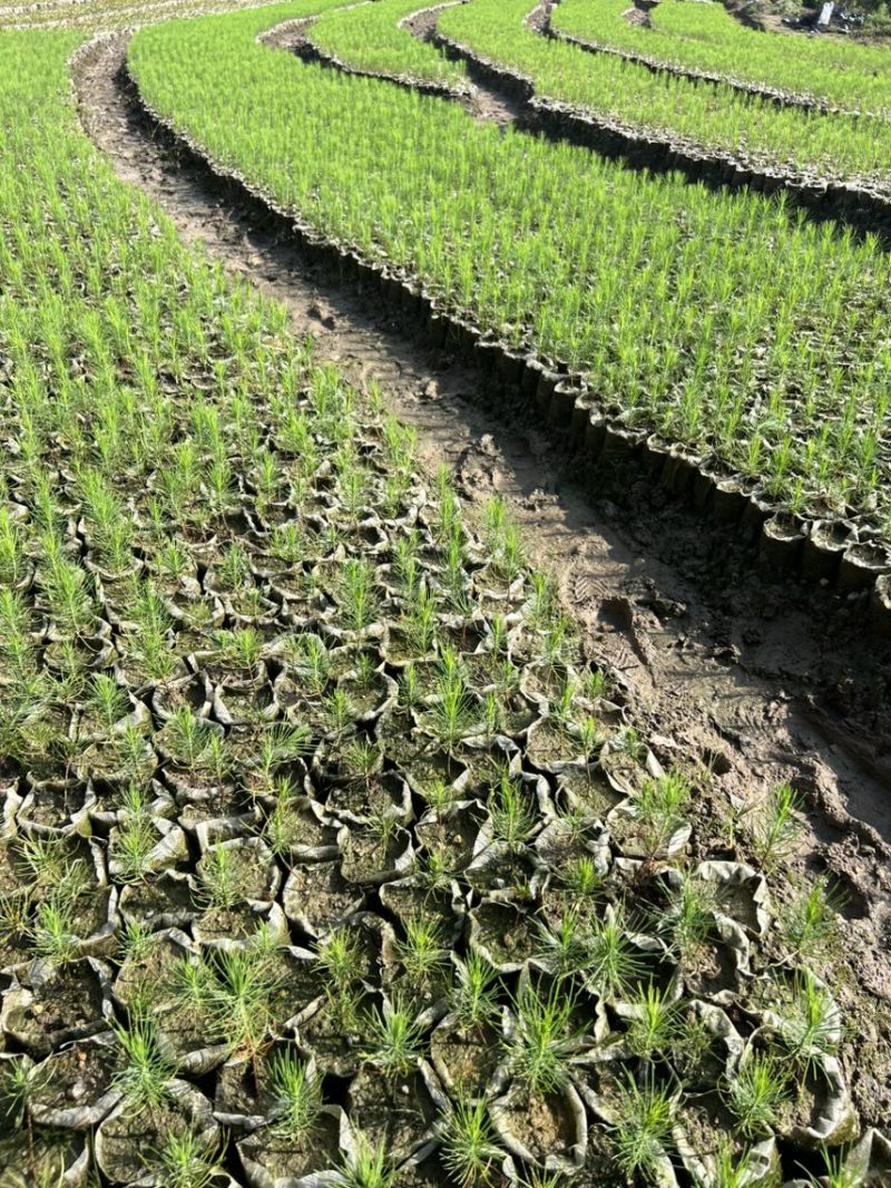 湿地松芽苗：邹家苗圃基地大量供应芽苗质量保证长期稳定