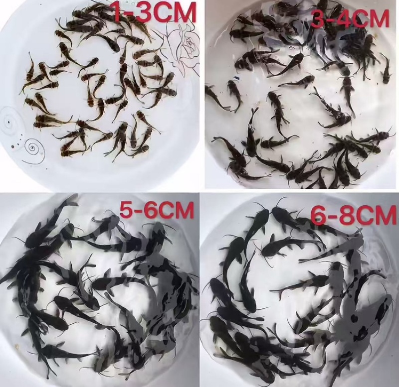 优质黄骨鱼，活力满满，量大从优