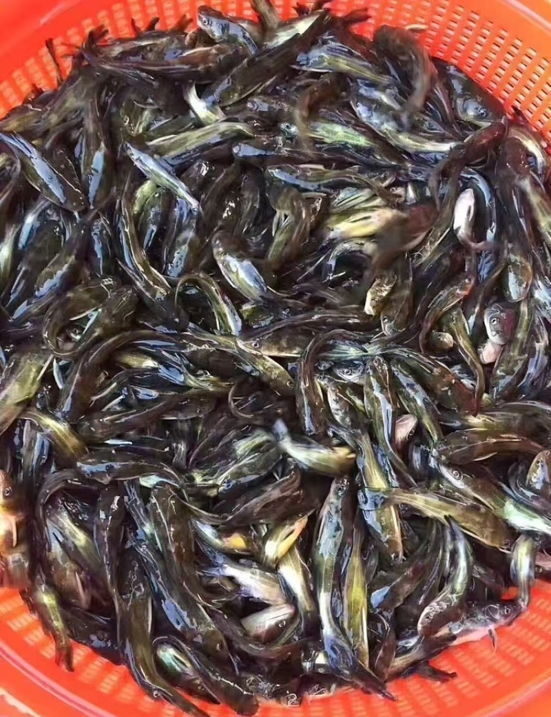 优质黄骨鱼，活力满满，量大从优