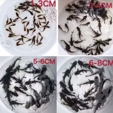 优质黄骨鱼，活力满满，量大从优