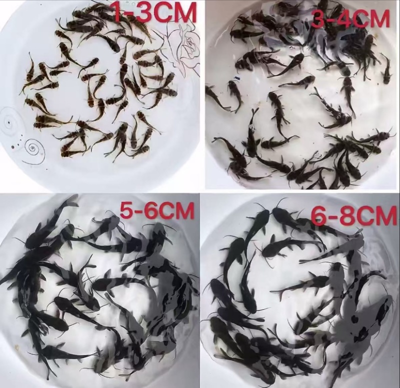 优质黄骨鱼，活力满满，量大从优