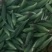 水果玉米太阳花