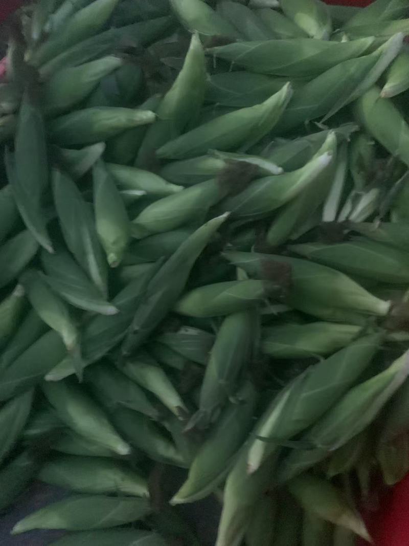 水果玉米太阳花