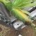 水果玉米太阳花
