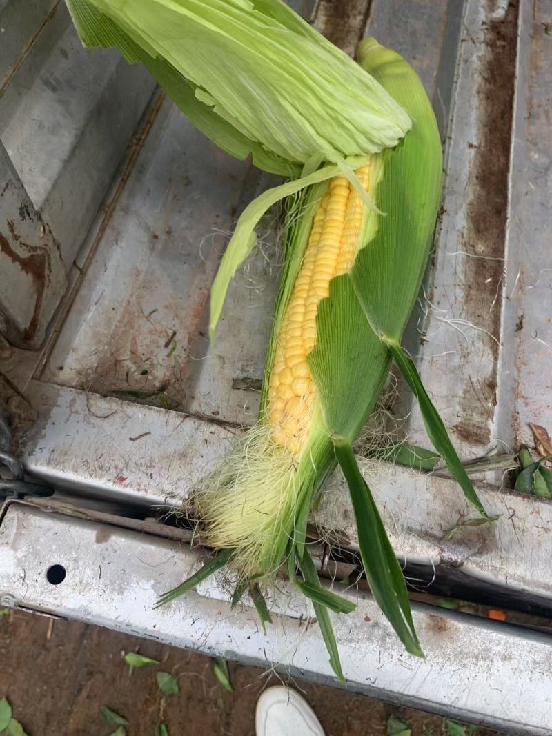水果玉米太阳花