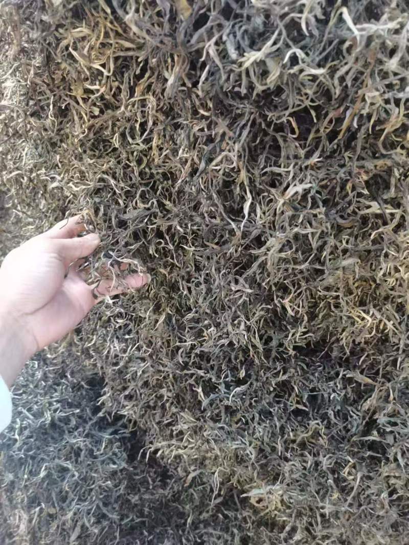 老树茶