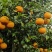 云南大理沃柑大量市，货源充保证质量，欢迎老板到果园看货
