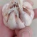 济南市商河白桥大青稞蒜种。