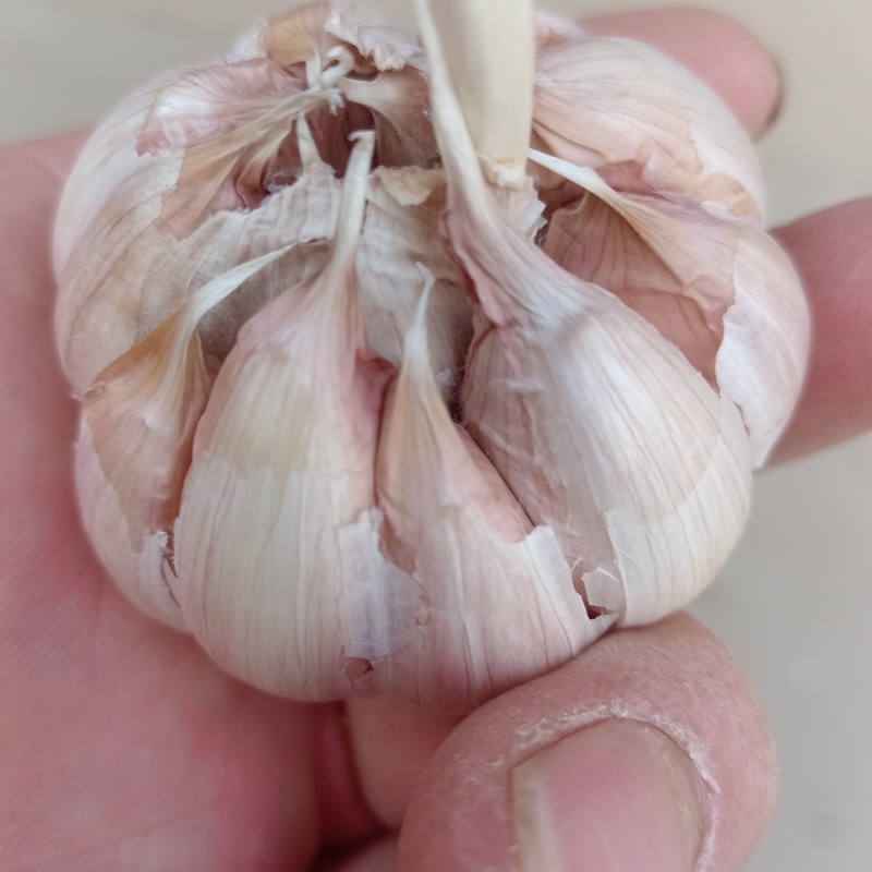 济南市商河白桥大青稞蒜种。