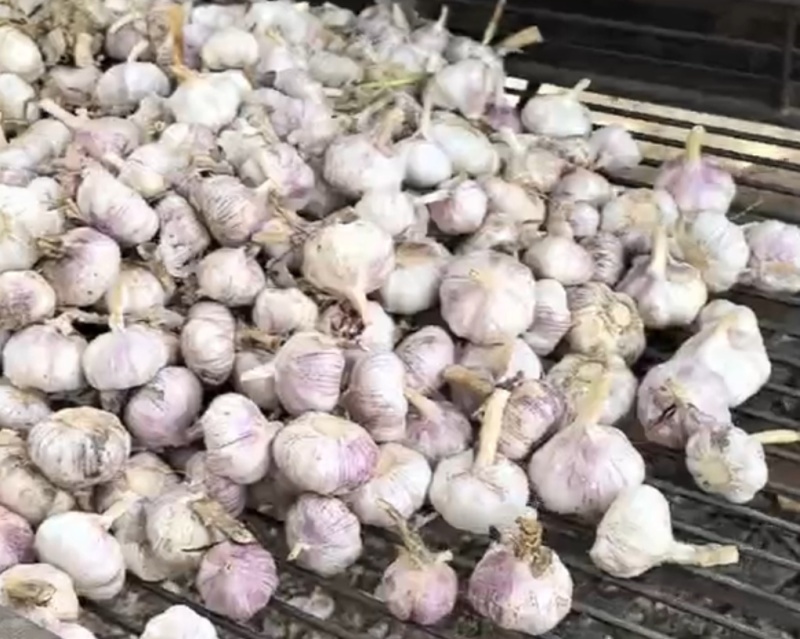 金乡本地大蒜大量上市，需要联系***********