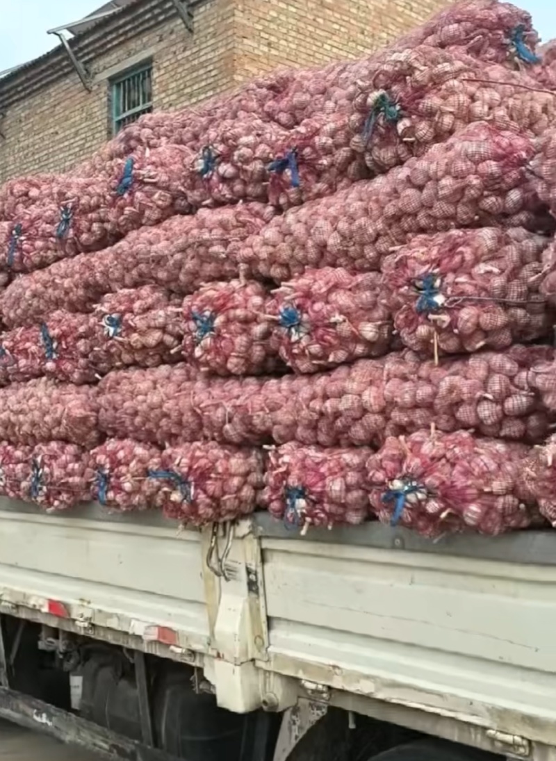 金乡本地大蒜大量上市，需要联系***********