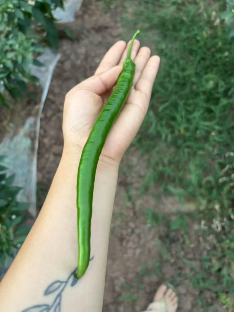 新苗3辣椒