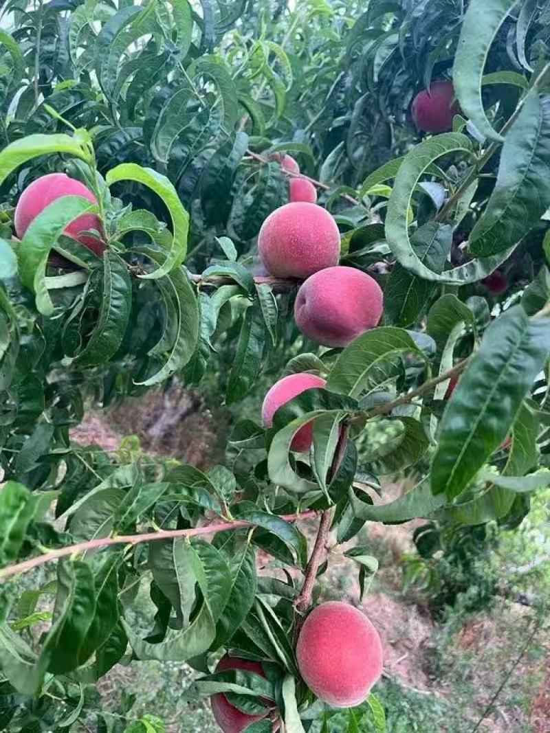 山东突围桃大量上市，口感脆甜，基地直供，全国发货
