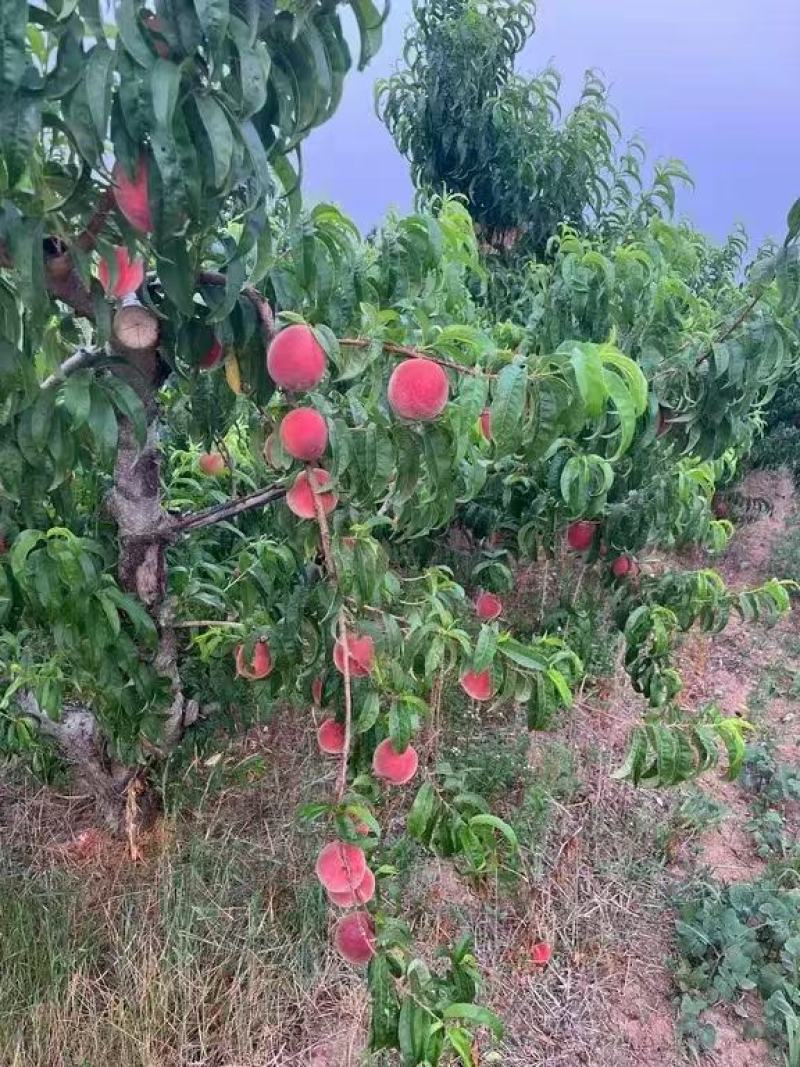 山东突围桃大量上市，口感脆甜，基地直供，全国发货