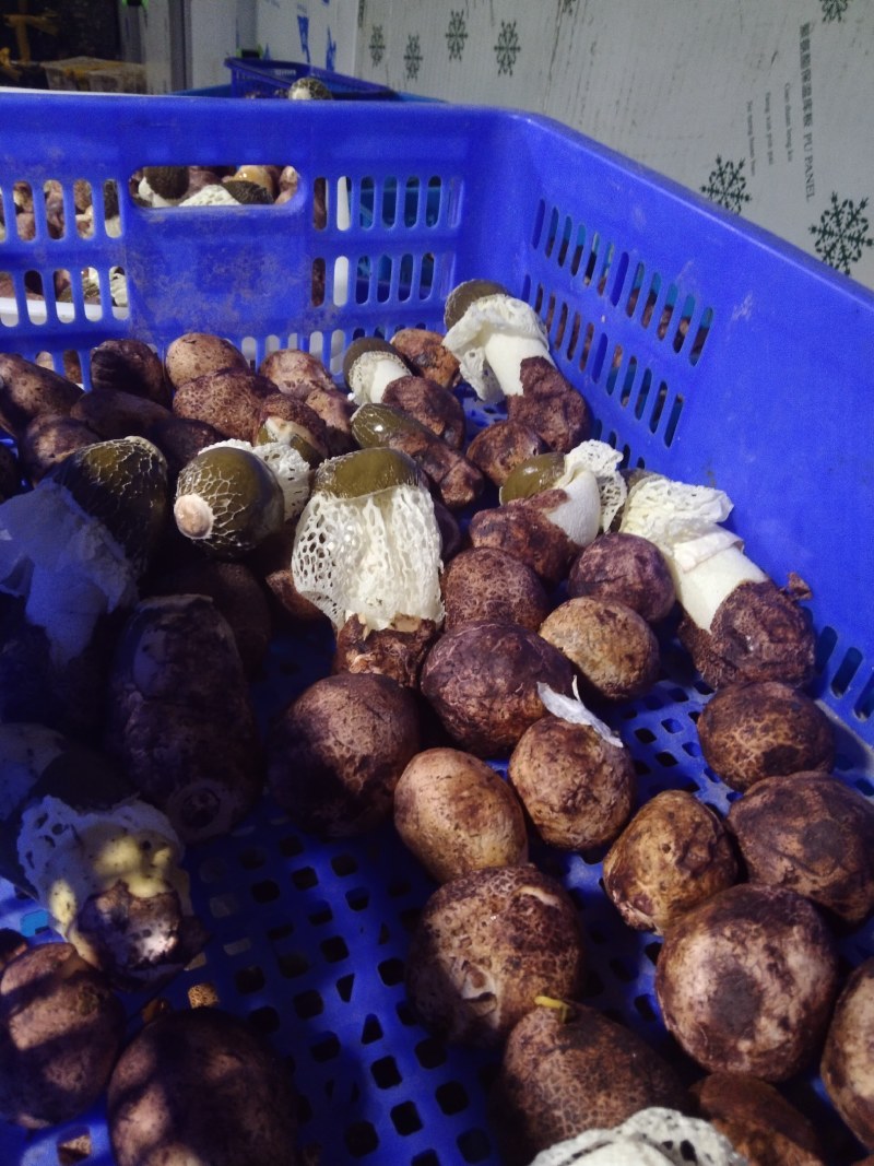基地直供新鲜竹荪一级货源大宗批发价格优势明显可代发