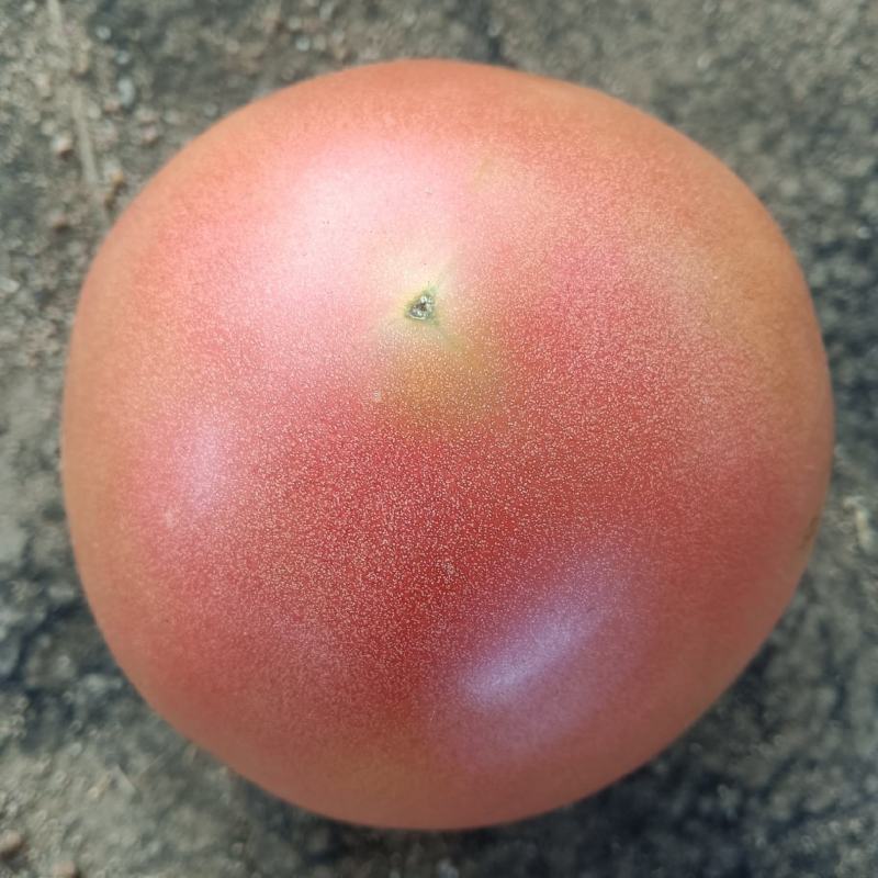 大量大量。一天四五万斤