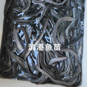 鳗鱼苗白鳗苗河鳗白鳝批发养殖