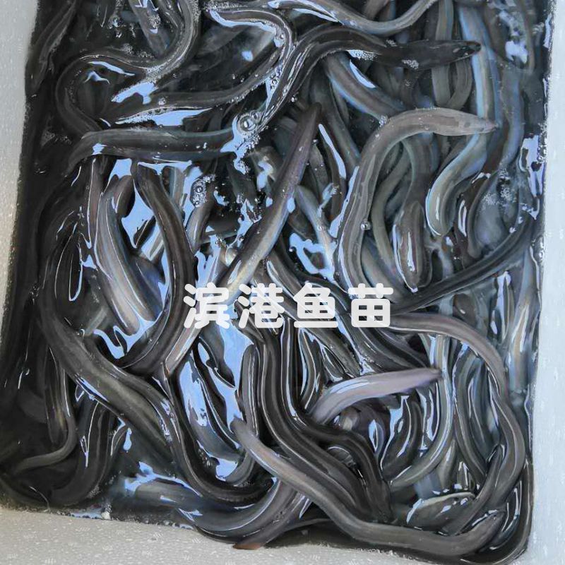 鳗鱼苗白鳗苗河鳗白鳝批发养殖