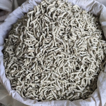 僵蚕白僵蚕热卖新货各种各种规格品种齐全现货