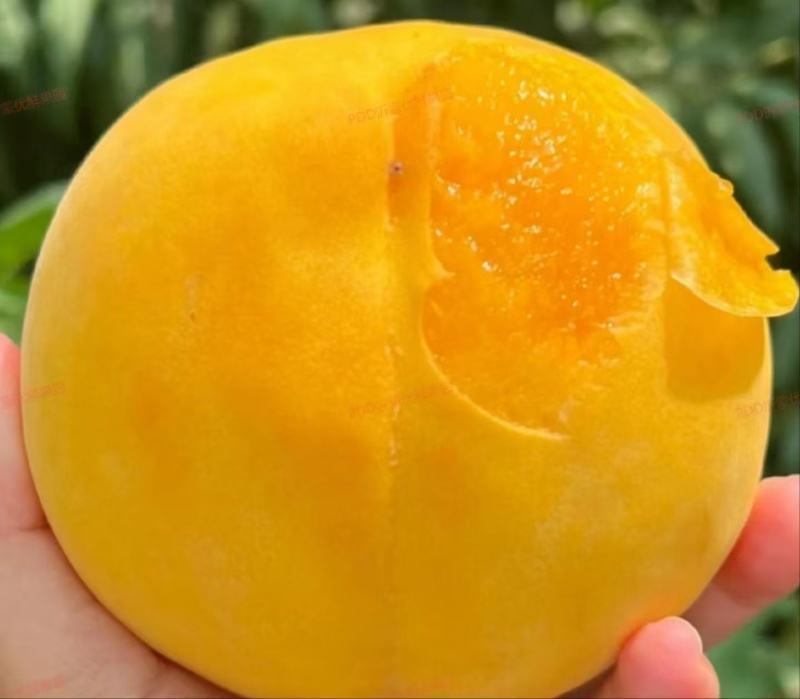黄金蜜桃精品量大全国发货