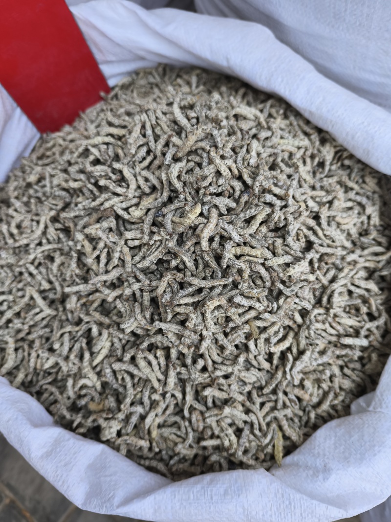 僵蚕白僵蚕热卖新货各种各种规格品种齐全现货