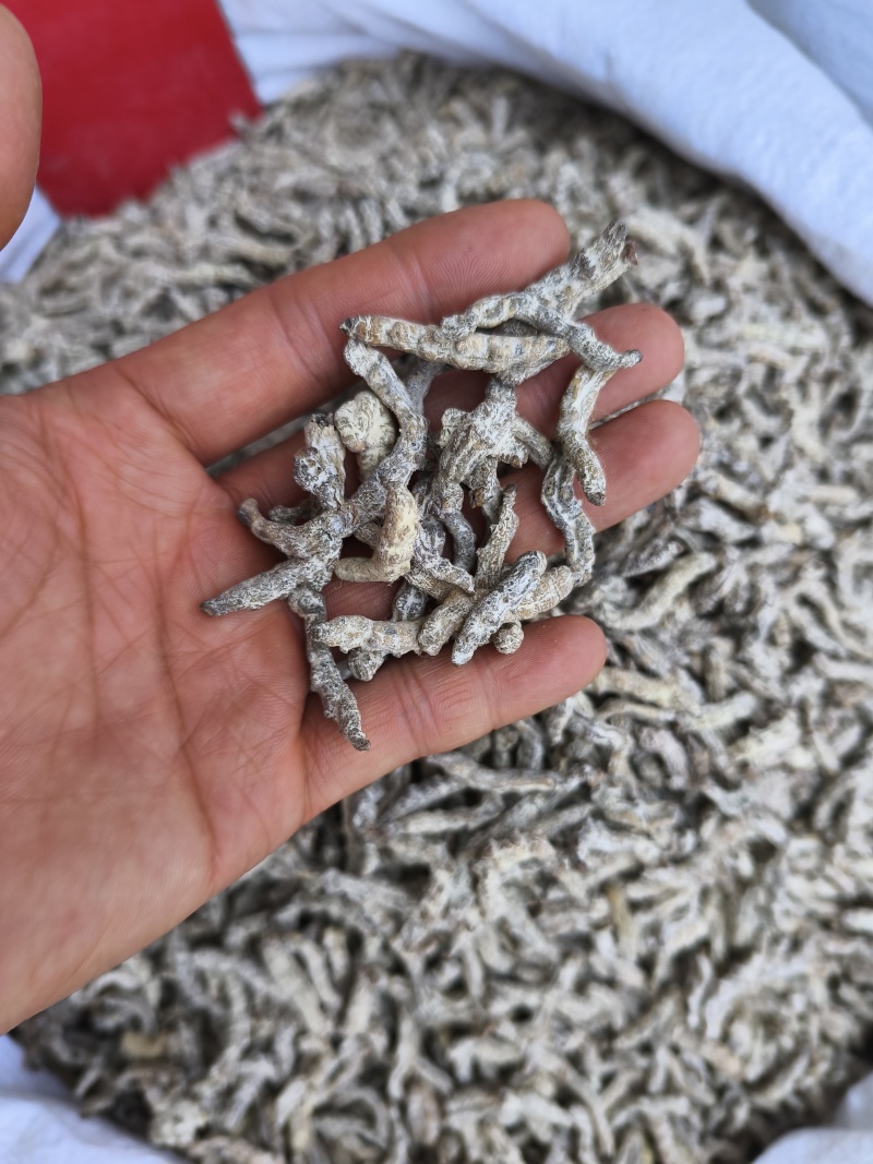 僵蚕白僵蚕热卖新货各种各种规格品种齐全现货