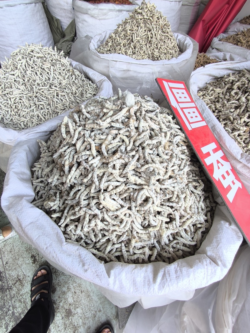 僵蚕白僵蚕热卖新货各种各种规格品种齐全现货