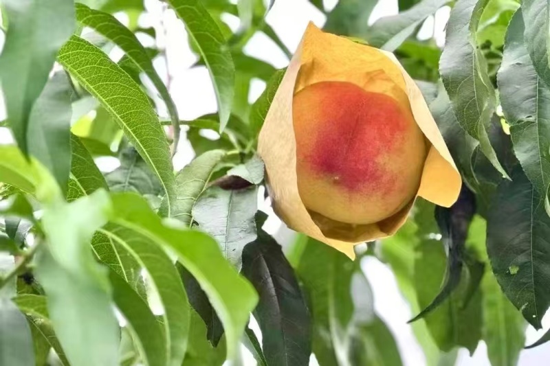 黄金蜜桃精品量大全国发货
