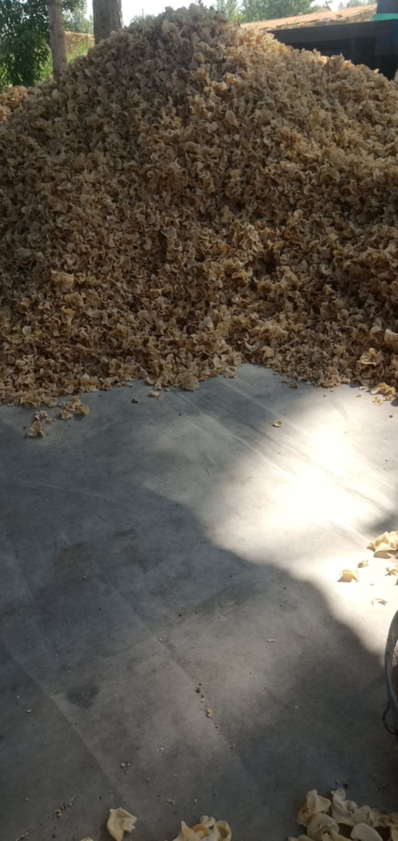 白玉木耳白木耳产地直销欢迎电商加工厂合作大量现货
