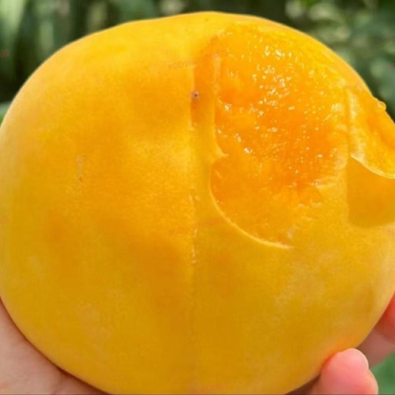 黄金蜜桃精品量大全国发货