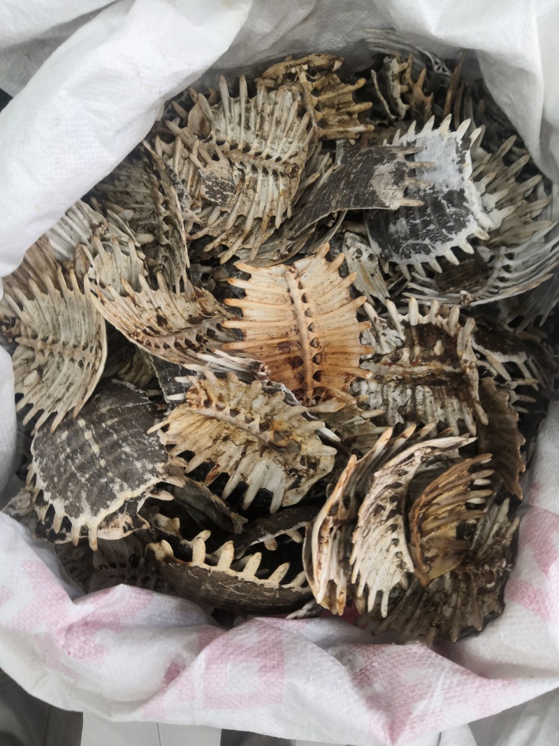 无硫鳖甲鳖盖各种药材批发零售一手货源