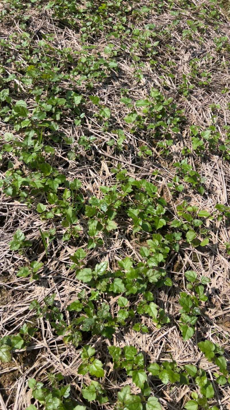 枫香芽苗邹家苗圃基地大量供应芽苗质量保证长期稳定可靠供应