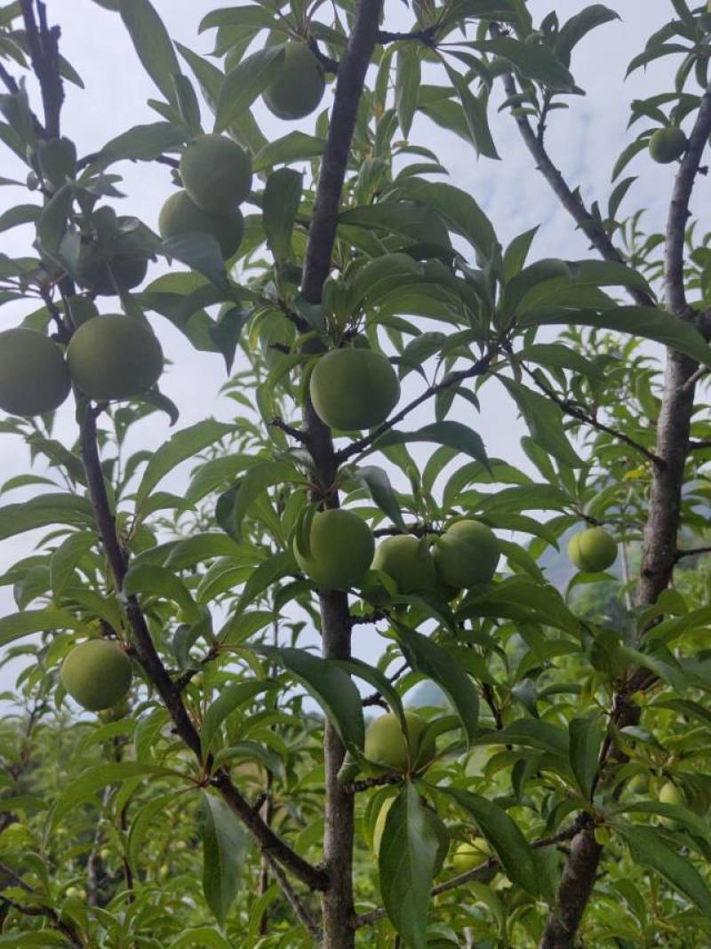 六马蜂糖李