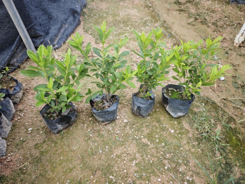 毛杜鹃高度20到25厘米福建漳州苗木基地