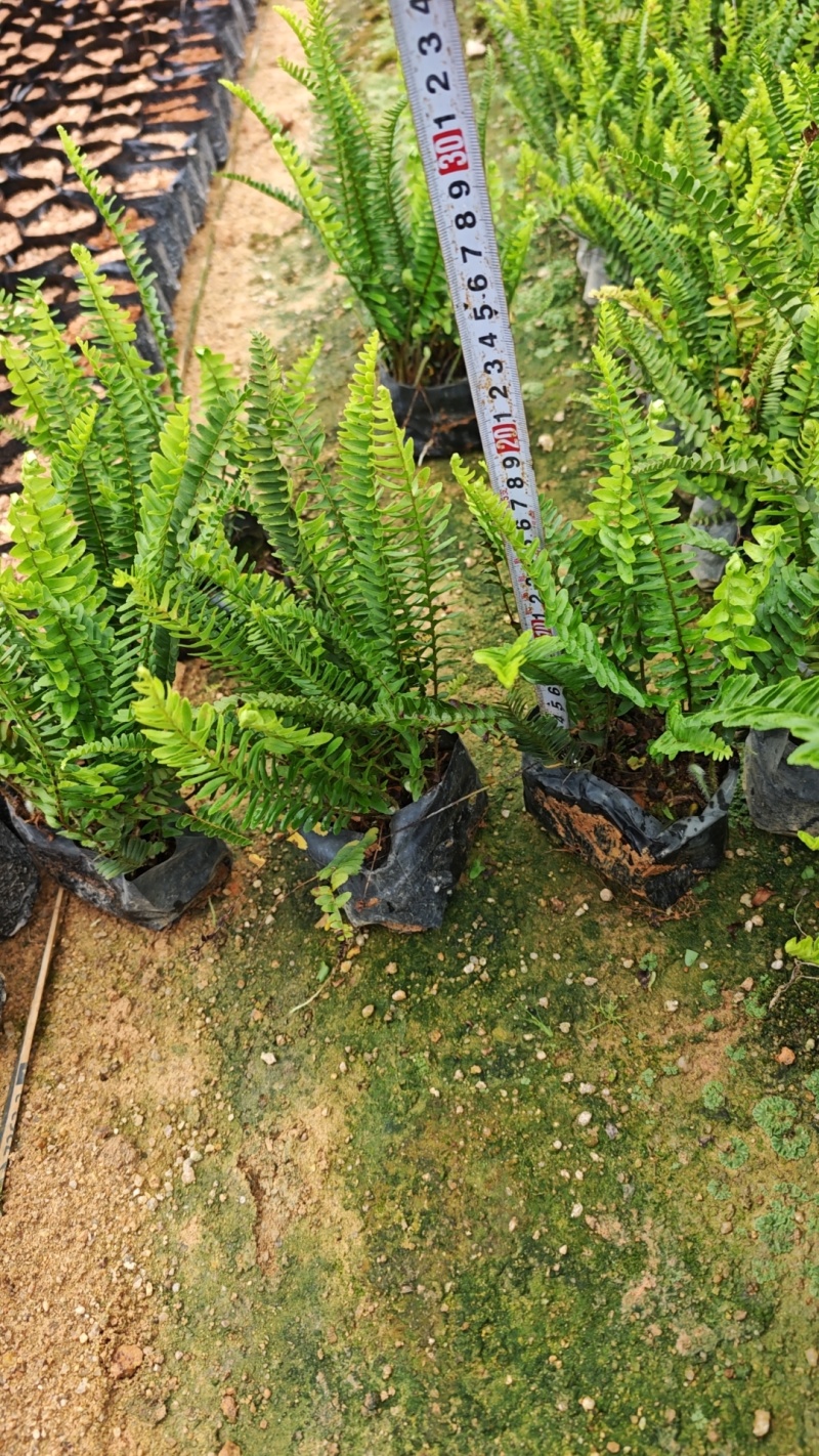 肾蕨高度20到25厘米福建漳州苗木基地