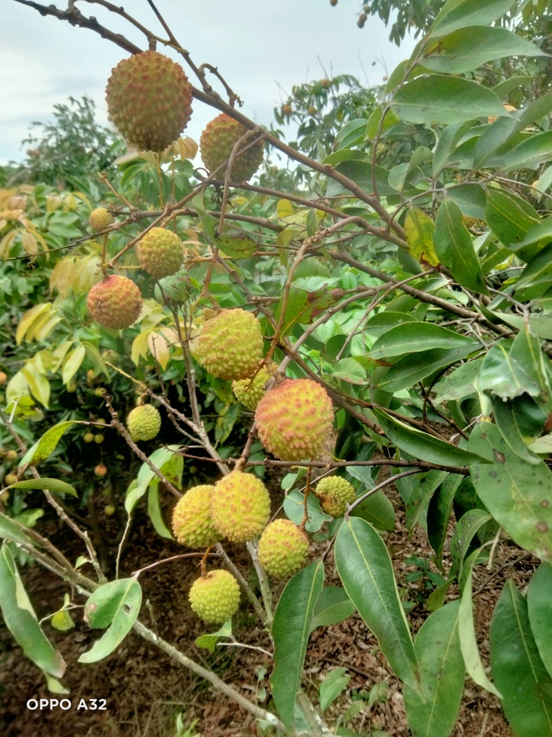 广西荔枝大量有货基地直供可视频看货欢迎咨询