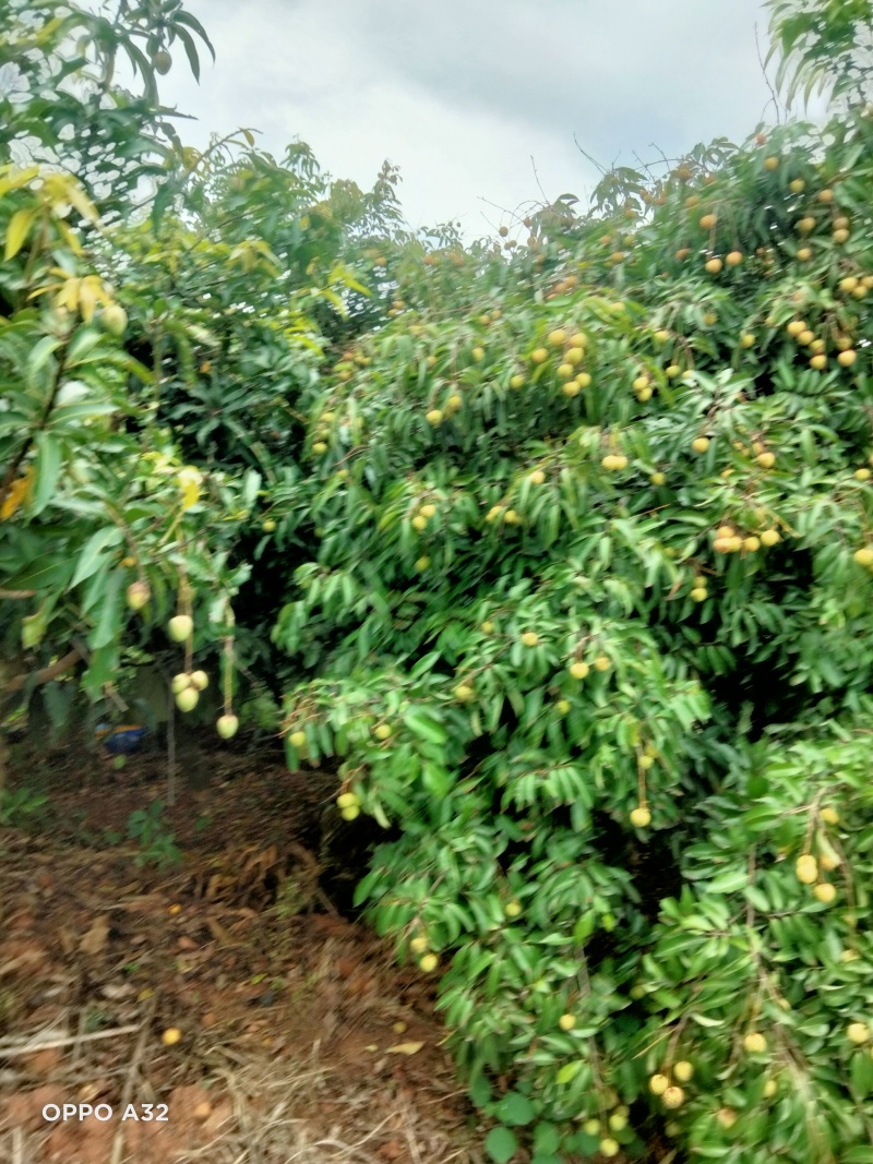 广西荔枝大量有货基地直供可视频看货欢迎咨询