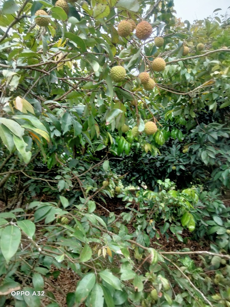 广西荔枝大量有货基地直供可视频看货欢迎咨询