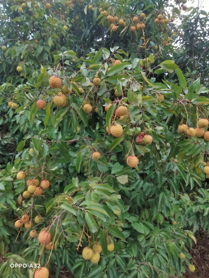 广西荔枝大量有货基地直供可视频看货欢迎咨询